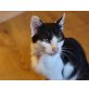 Django, Mischling - Kater