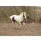 Django, Warumblut-Mix - Hengst