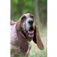 Djordika, Basset  - Hündin