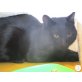Djordji, Europäische Kurzhaarkatze - Kater