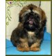 Do Camillo, Shih Tzu Welpen - Rüde