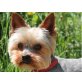 Dobbie, Yorkshire Terrier - Rüde
