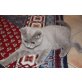 Dobby, Britisch Kurzhaarkatze - Kater