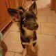 Dobby kleiner Welpe sucht tolle Familie, Papillon-Mischling Welpen - Rüde