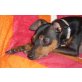 Dober-(Männchen) :-), Zwergpinscher/Prager Rattler - Rüde