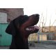Dobergaarden Forever Filicia, Dobermann - Hündin