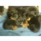Dobermann-Beauceron Welpen - Rüde