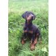 Dobermann, Dobermann - Hündin