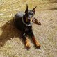 Dobermann - Hündin