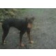 Dobermann - Hündin