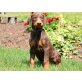 Dobermann - Hündin