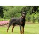 Dobermann - Hündin