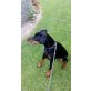 Dobermann - Hündin