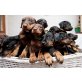Dobermann - Hündin