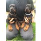 Dobermann - Hündin