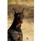 Dobermann - Hündin