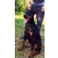 Dobermann - Hündin