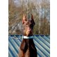 Dobermann - Hündin