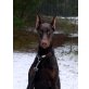 Dobermann - Hündin