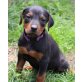 Dobermann-Rottweiler Mischlings Welpen Welpen - Hündin