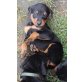 Dobermann-Rottweiler  Welpen - Hündin