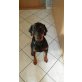 Dobermann - Rüde