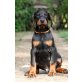 Dobermann - Rüde