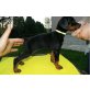 Dobermann - Rüde