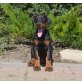Dobermann - Rüde