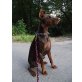 Dobermann - Rüde