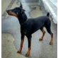 Dobermann - Rüde