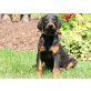 Dobermann - Rüde