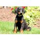 Dobermann - Rüde