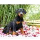 Dobermann - Rüde