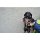 Dobermann Schäfer und Bulgarischer Herdenhund Welpen - Hündin