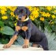Dobermann Welpen, Dobermann - Rüde