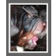 Dobermann Welpen - Hündin