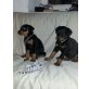 Dobermann Welpen - Hündin