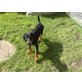 Dobermann Welpen - Hündin