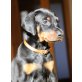 Dobermann Welpen - Hündin
