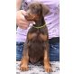 Dobermann Welpen - Hündin