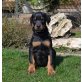 Dobermann Welpen - Hündin