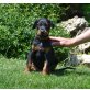 Dobermann Welpen - Hündin