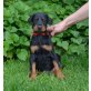 Dobermann Welpen - Hündin
