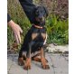 Dobermann Welpen - Hündin