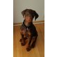 Dobermann Welpen - Hündin