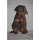 Dobermann Welpen - Hündin