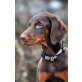 Dobermann Welpen - Hündin