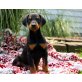 Dobermann Welpen Registriert, Dobermann - Rüde