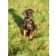 Dobermann Welpen - Rüde